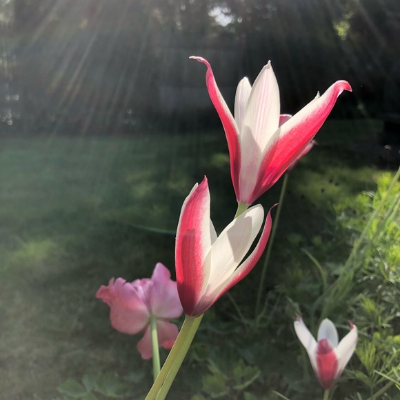 Meet your Posher, Elora - Picture 1 of 1